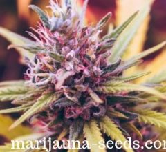 medical marijuana seeds