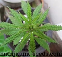 buy cannabis seeds