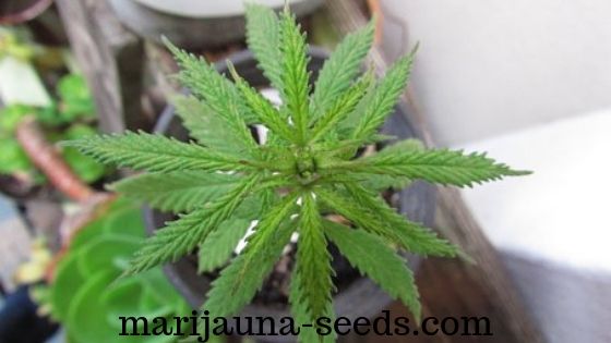 buy cannabis seeds