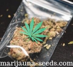best cannabis seeds