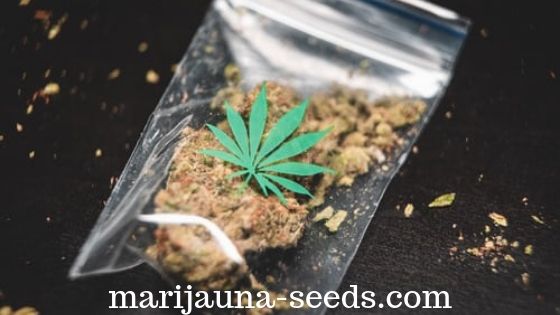 best cannabis seeds