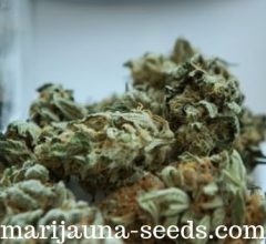 cannabis seeds canada