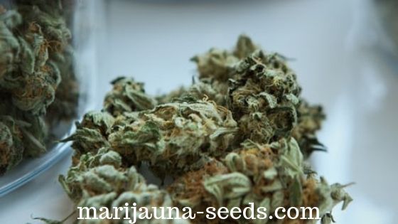 cannabis seeds canada