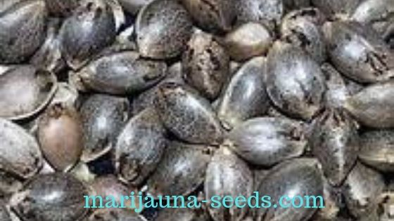 cannabis seeds online