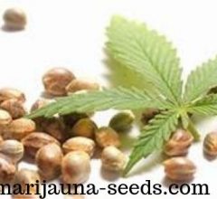 marijuana sativa seeds for sale