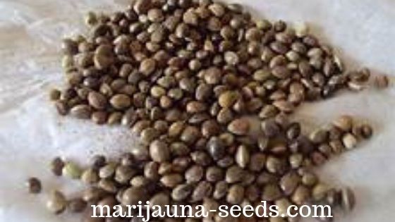 indica sativa seeds for sale