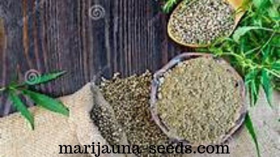pure sativa seeds for sale