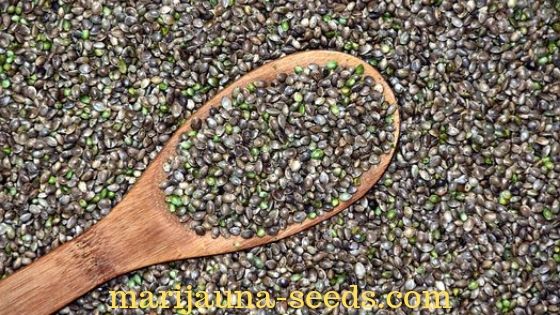 cannabis seed bank