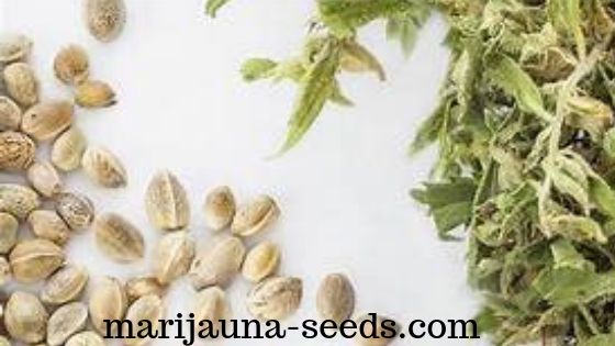 buy cannabis seeds online