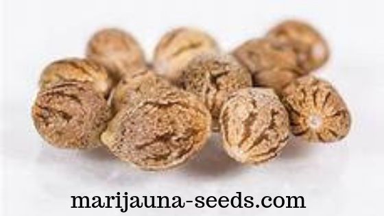 best place to buy cannabis seeds