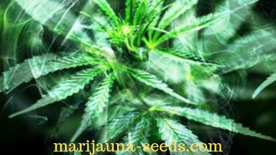 strain with an indica variety