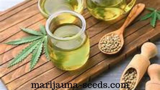 cannabis seed companies