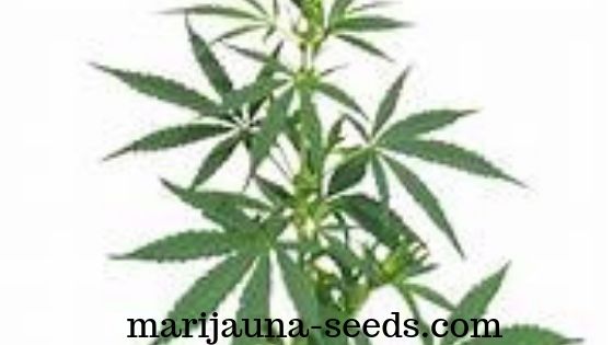 popularity of cannabis