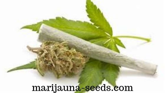 cannabis consumption