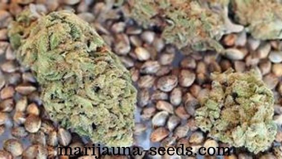 best marijuana seeds