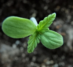 best place to buy marijuana seeds online usa
