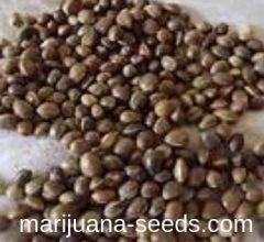 buy mj seeds online