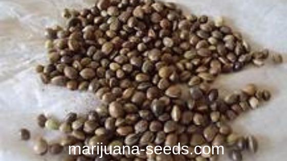 buy mj seeds online