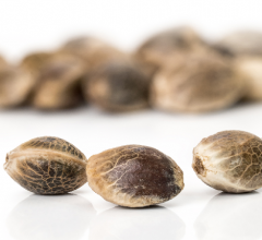 buy blueberry marijuana seeds
