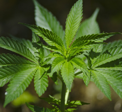 buy marijuana seeds nevada