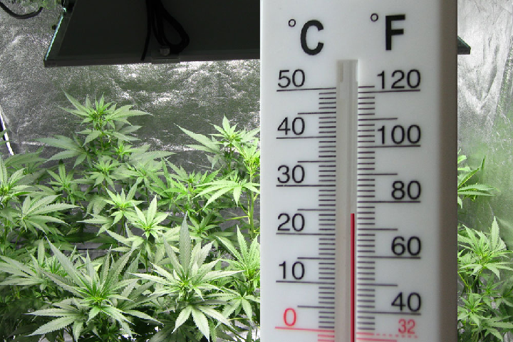 how to grow marijuana from seeds