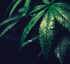 marijuana seeds in michigan