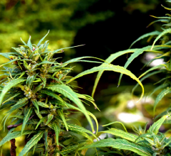 marijuana seeds online