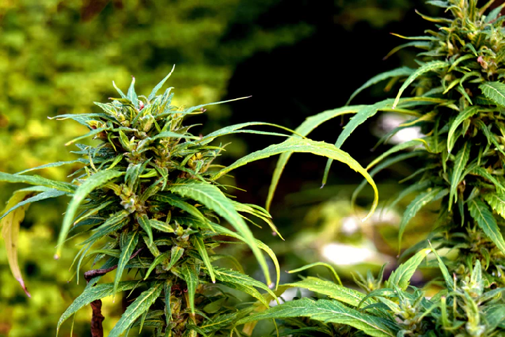 marijuana seeds online