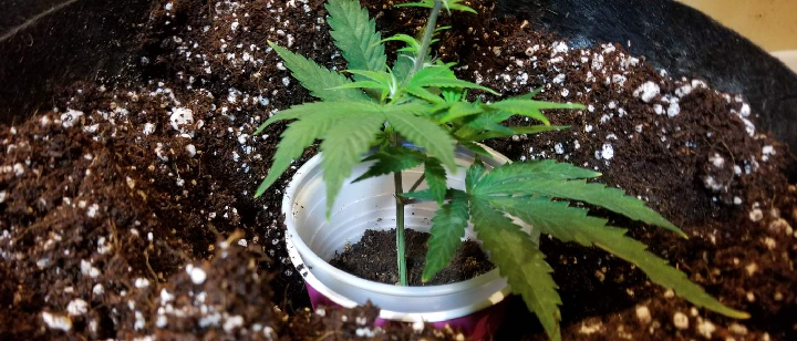 autoflowering seeds usa