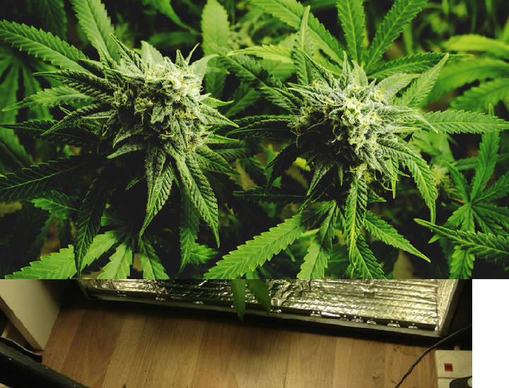 how to plant marijuana seeds