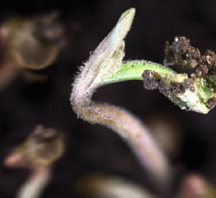 how to sprout marijuana seeds