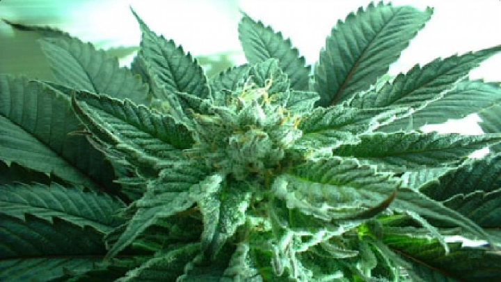 marijuana seeds for sale in usa