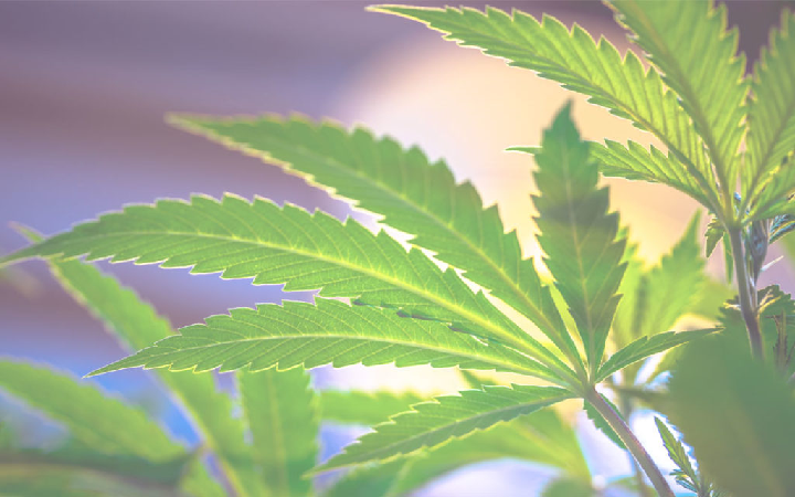 marijuana seeds michigan