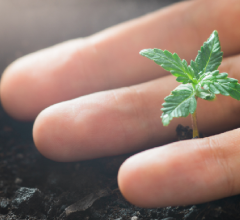 sprouting marijuana seeds