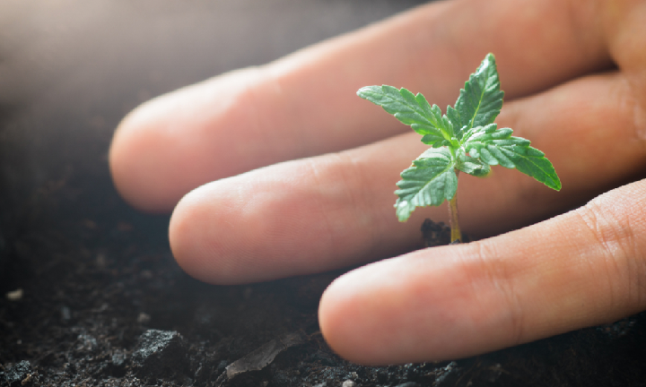 sprouting marijuana seeds