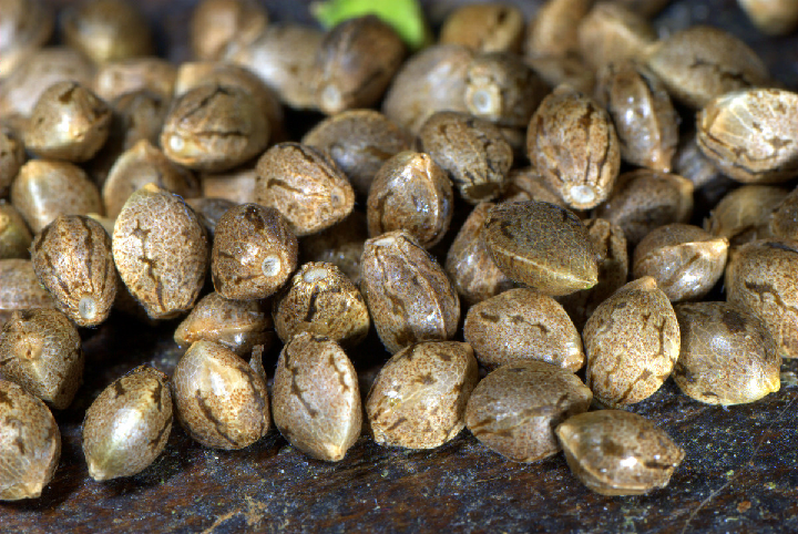 what do marijuana seeds look like