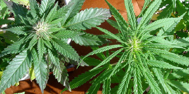 best cannabis autoflowering seeds