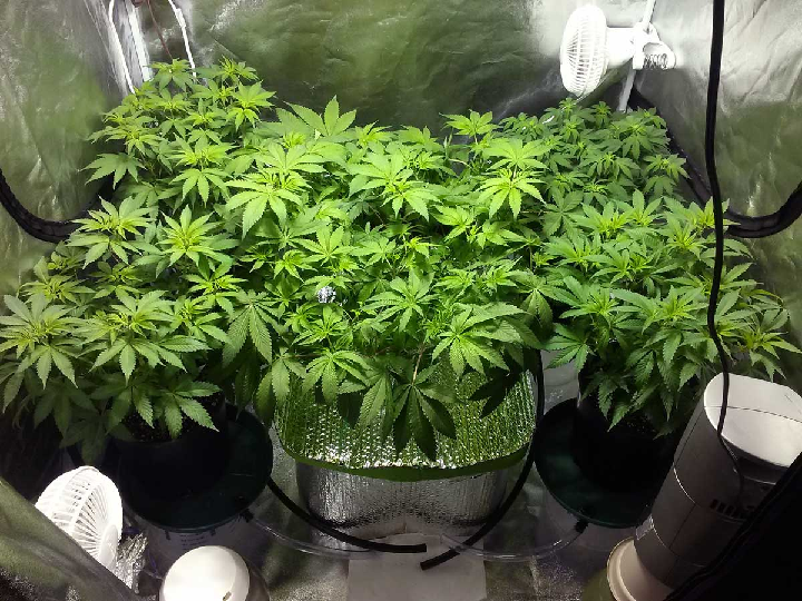 best cannabis seeds to grow indoors