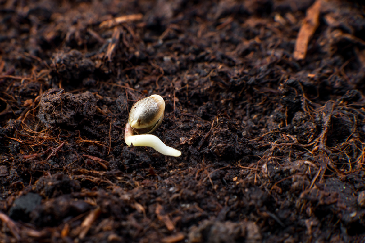 cannabis seed germination guide