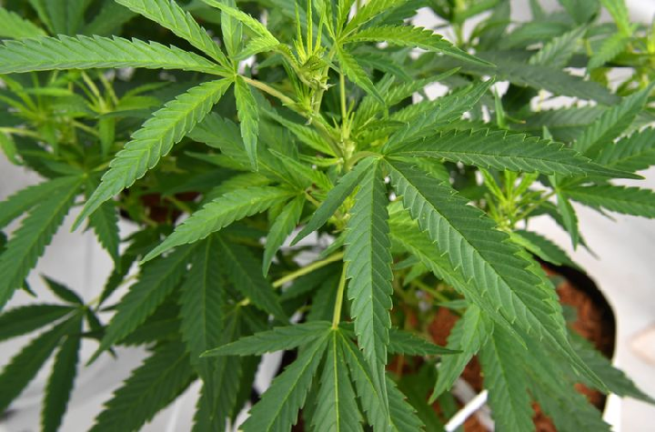 growing cannabis from seed